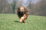 BRIARD 159